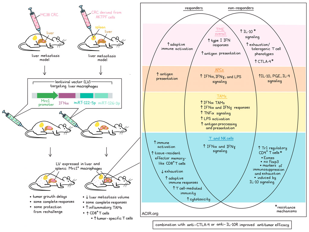 ACIR (@acir_org) on Twitter photo Local tumoral delivery of IFNα by macrophages <a href="/AIRC_it/">Fondazione AIRC per la ricerca sul cancro</a> <a href="/Mariosqua/">Mario Leonardo Squadrito</a>. Read our summary here 👉 bit.ly/3u5LsGE Local tumoral delivery of IFNα by macrophages <a href="/AIRC_it/">Fondazione AIRC per la ricerca sul cancro</a> <a href="/Mariosqua/">Mario Leonardo Squadrito</a>. Read our summary here 👉 bit.ly/3u5LsGE