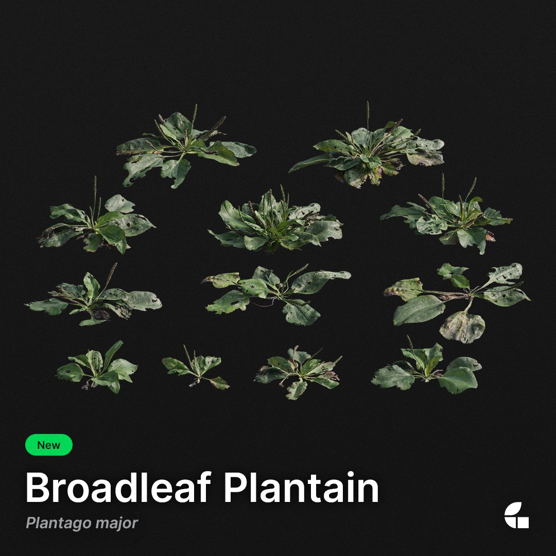 Welcome the Broadleaf Plantain to our Urban Wilderness ecotope of 3d assets!
Link in bio.

#graswald #MadeWithGraswald #3dassets #cgi #cgiart #digitalart #3dvegetation #nature #foliage #blender3d #maya #c4d #3dsmax #unrealengine #maya #arnold #coronarenderer #octane #redshift