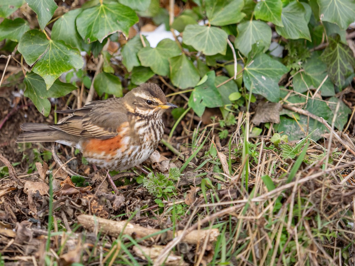 A HUGE number of migrant Thrushes arriving along the coast near the shop today. 

Keep an eye out for Blackbird, Redwing, and Fieldfare as they begin leaving the coast and moving inland. 

<a href="/DalegateMarket/">Dalegate Market | Shopping & Café</a>  <a href="/NNorfolkLiving/">North Norfolk Living</a>