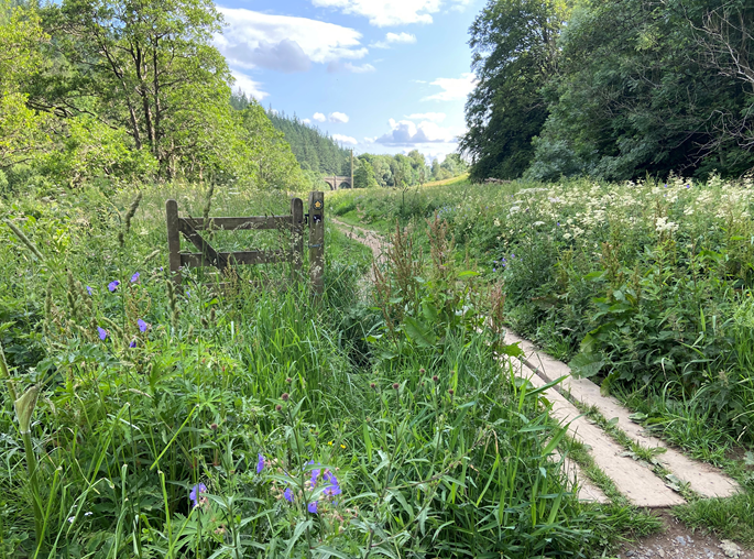 The Merlindale Nature interview with Apithanny and David Lintott about the Tweed Meadows Project, which took place at Neidpath Castle last week, will be aired on the 6pm Border TV news tonight.
Here is a link to their article on the Border TV webpage:
itv.com/news/border/20….