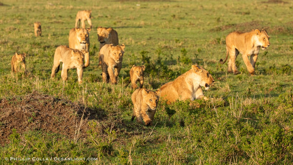 PhilColla's tweet photo. Little cub leads the way. The Marsh Pride of lions, Maasai Mara, Kenya https://t.co/rZBLlV8KbB