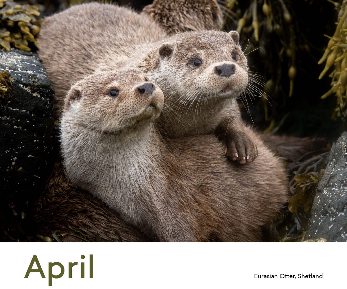 April's calendar highlight: Shetland's otters! After a few hours of sleeping on the shoreline, these two dry otters woke up and started climbing over each other. You can buy my calendar here: wildlife-photos.co.uk/product-page/2…