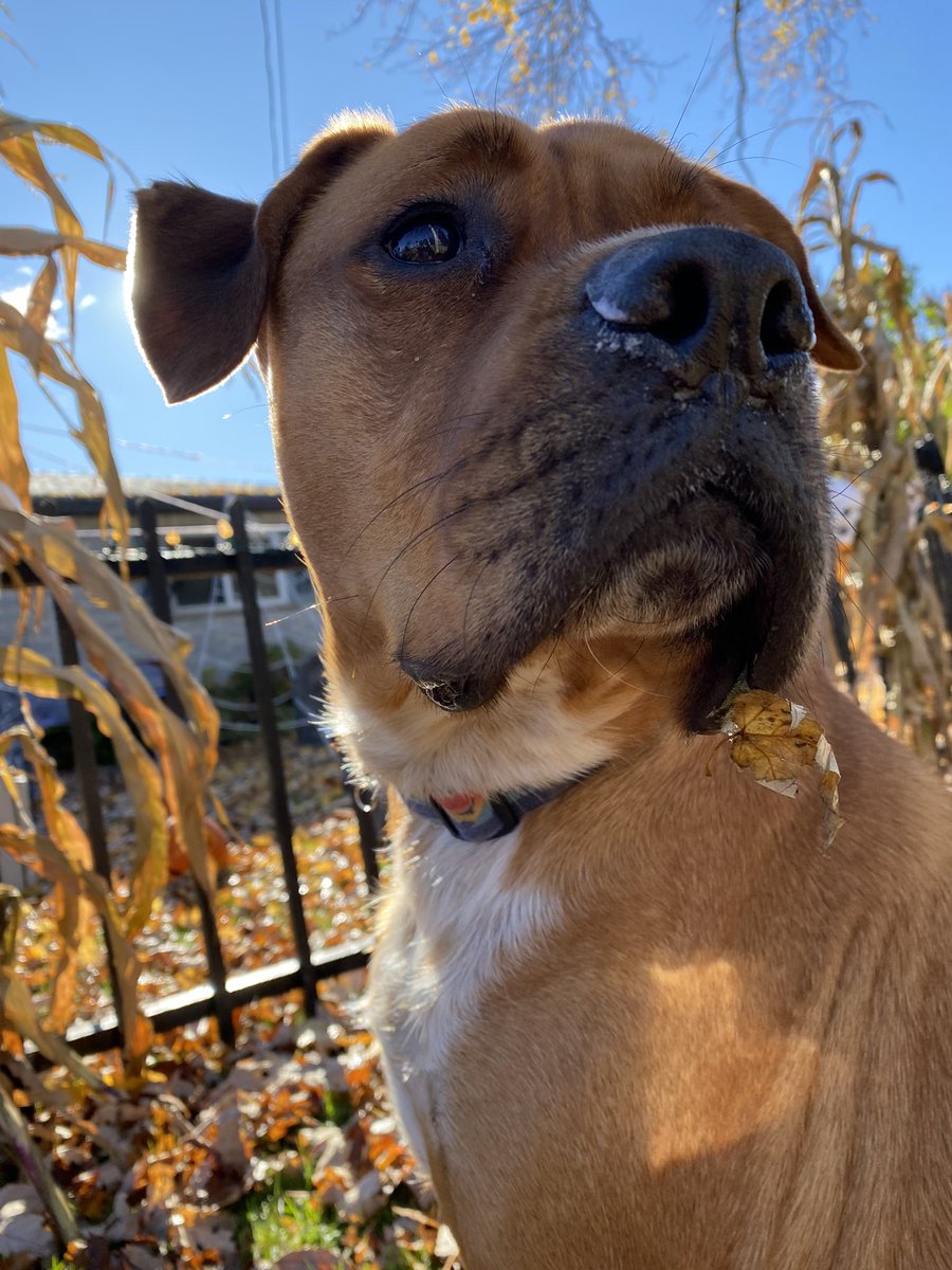 MamaRockit's tweet image. Murphy &amp;amp; I accomplished our longest walk yet! 50 mins!! It’s been a lot of work in lots of ways to get this far. I couldn’t be prouder of both of us! 
Never underestimate your abilities. 
#Dog #EDSawareness #HSDawareness #mobility #walkingaids #walking #Autumn #bestie