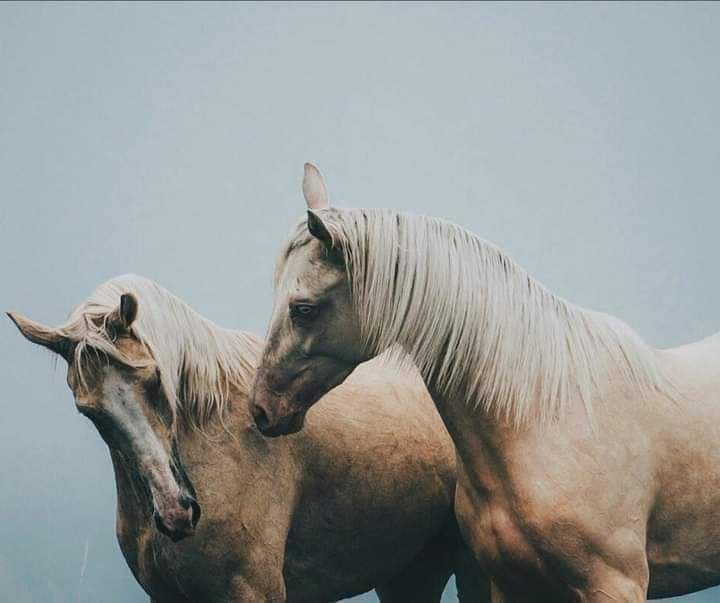 *فلا صديقَ إليه مُشتكَى حزنِي
ولا أنيسَ إليه منتَهى جذلي
طالَ اغترابي...🥀💔*