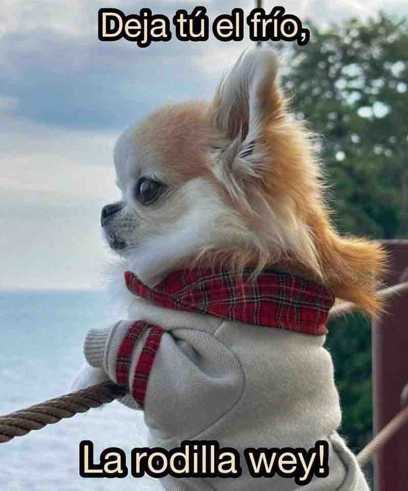 betinbetillo's tweet image. #PoderosoTieneFrío saludos @ruleiro @eltalcha y convoyisa 🫶🏽
Excelente miercoles a todos