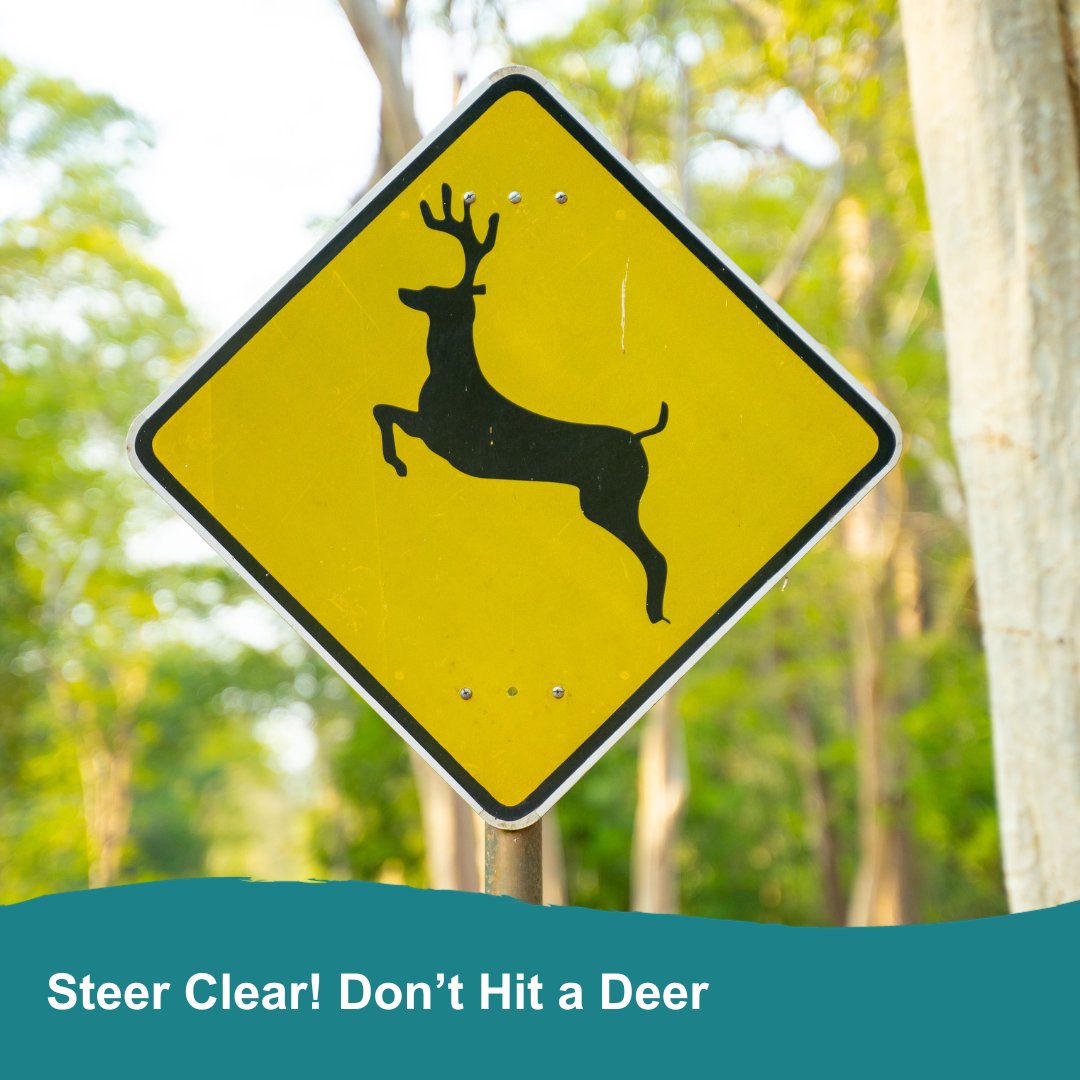(1/5) Deer mating season peaks from October through December. During this time, deer are more active and less cautious around roadways. Read the rest of this thread for quick safe driving tips!