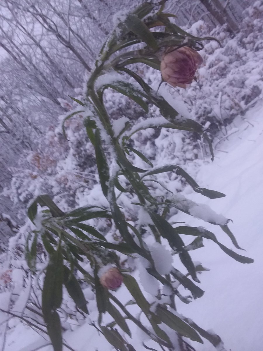 Pretty flowers, before and after. I hope they can survive. #Flowers #myGarden #snow