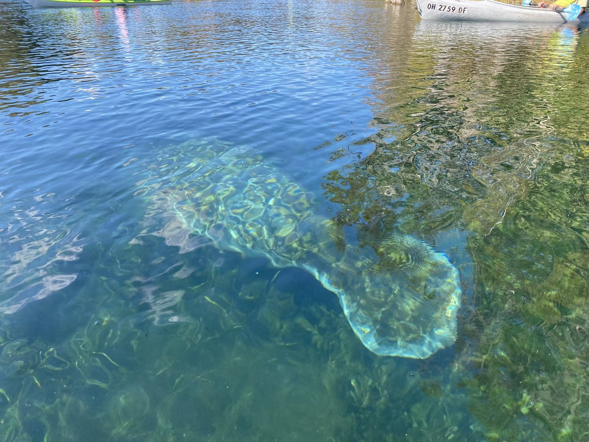 laurabailes83's tweet photo. Just the average sighting’s from a kayak in Florida 🫶 https://t.co/oV7hMSfdor
