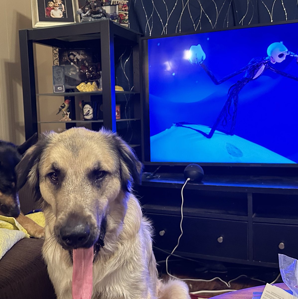 My dog should have gone as Venom for Halloween.