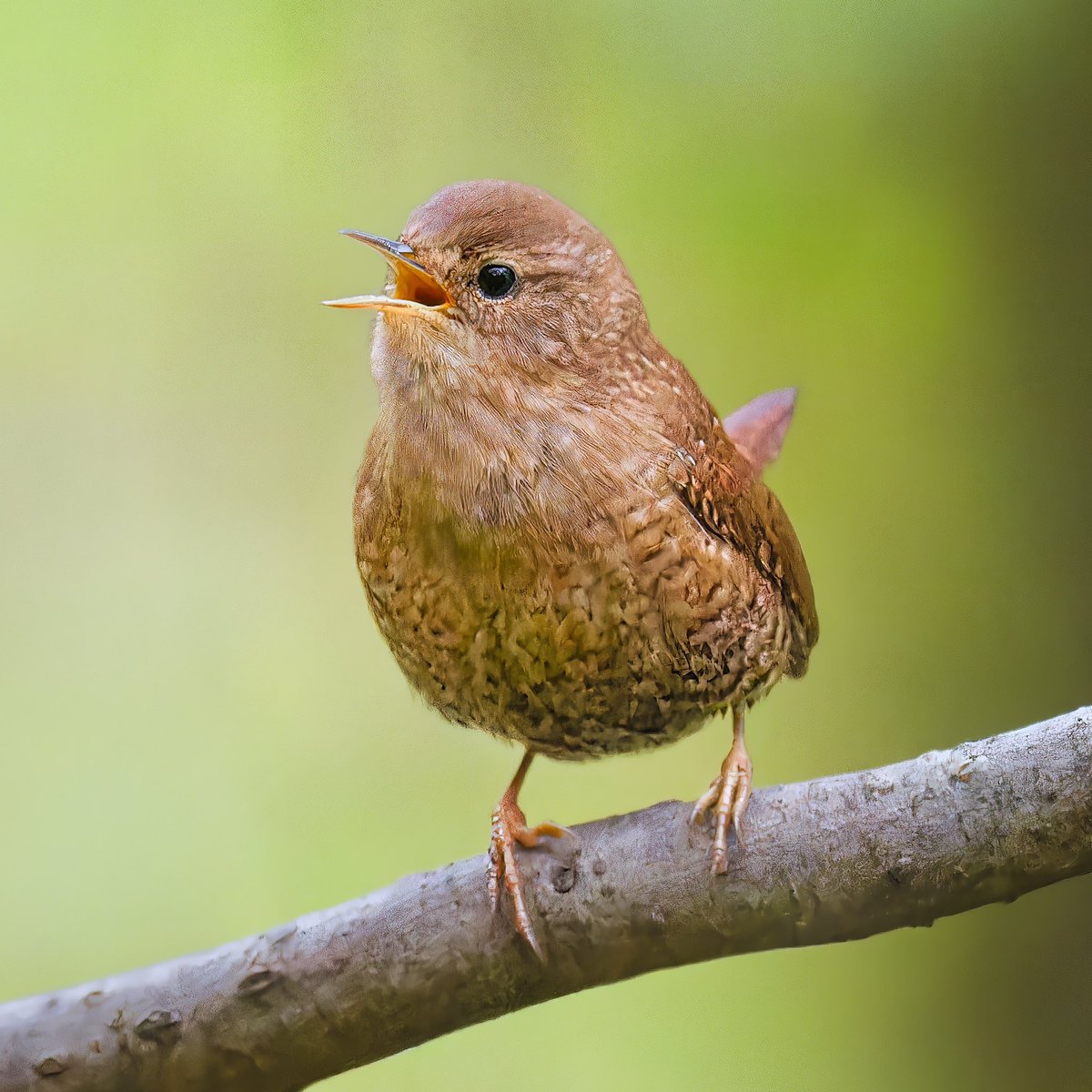 Winter Wren at the Loch, singing away. They’re so adorable #birdcpp @BirdCentralPark