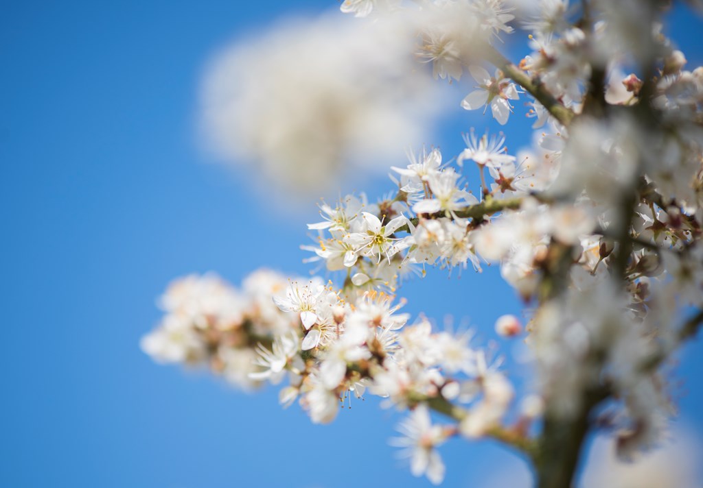 Traditionally, blackthorn was used in a wealth of remedies including tonics and syrups that ‘cleansed the blood’, aided digestive complaints and eased rheumatism. Can your KS1 pupils identify blackthorn on a Plant Detectives school visit? #RSPBRainham bit.ly/rainhameducati…