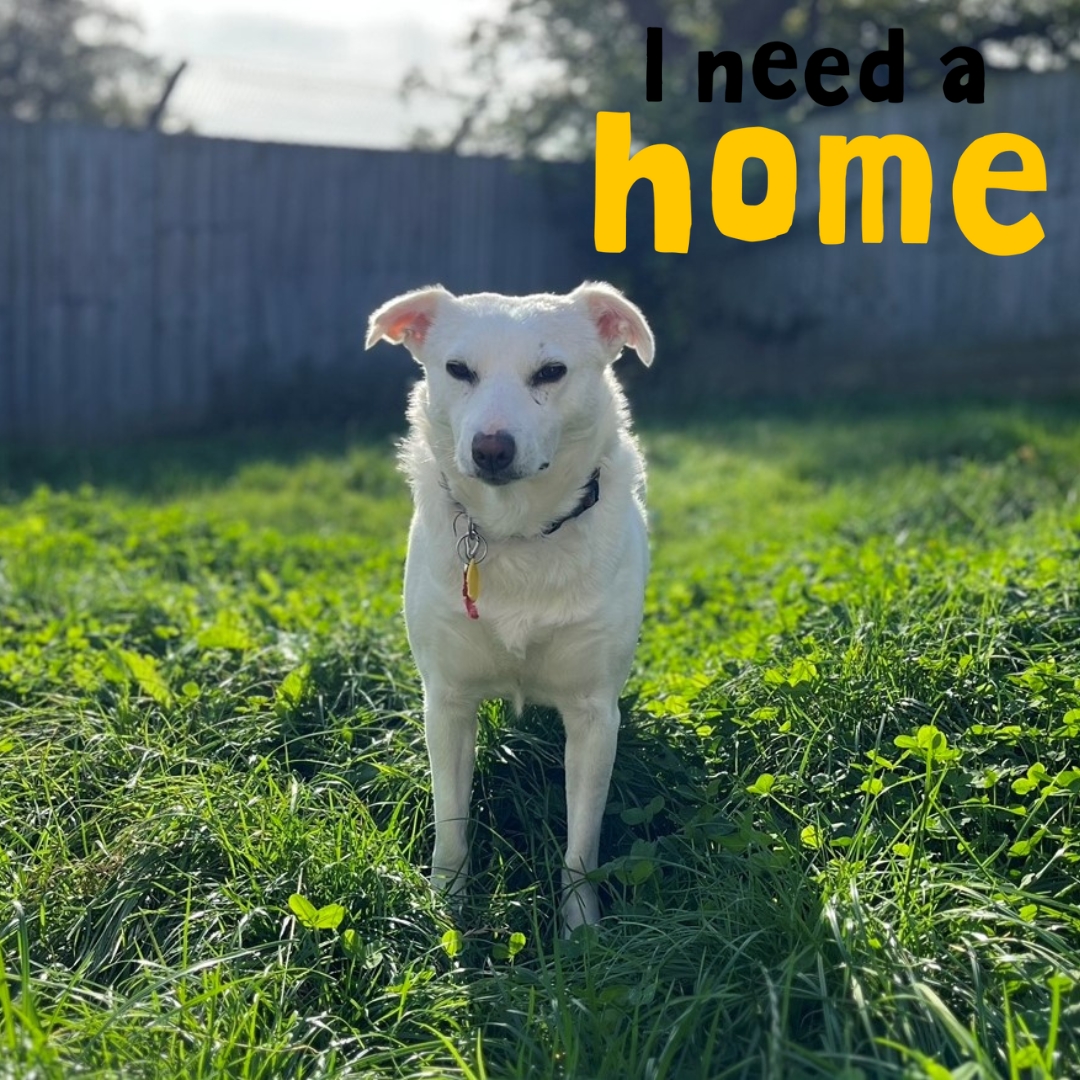 DT_Newbury's tweet image. Colada hasn't has the best start in life so is looking for a home where she can have space to build up her confidence to let her wonderful personality shine. rb.gy/xxbkn

#AdoptMe #FosterToAdopt