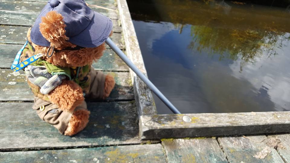 Bert’s looking for caddis fly larvae in the pond. This minibeast uses a special fluid to glue sticks, stones, or anything, to its body, like armour. Teachers – what will your class find in our ponds on a school visit to #RSPBRainham? bit.ly/rainhameducati…