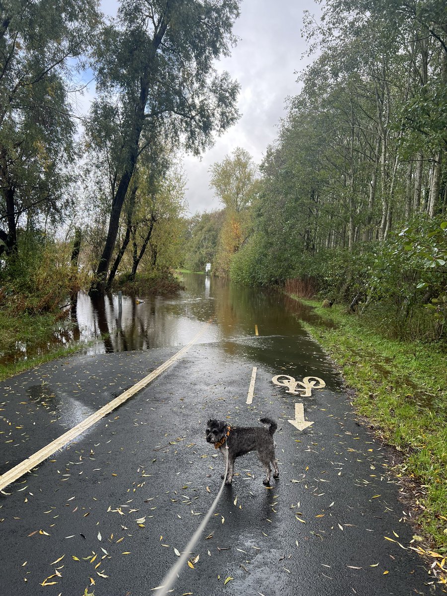 abbobast's tweet photo. Shoulda worn wellies #craigavonlakes https://t.co/65b9sbSnCa
