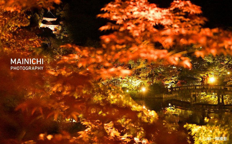 mainichiphoto's tweet photo. #紅葉 の名所、#永観堂禅林寺（ #京都市 左京区）でライトアップの試験点灯がありました。境内にはイロハモミジを中心に約３０００本のモミジがあり、約８５０基の照明で古都の錦秋を演出します。ライトアップは11月３日から12月３日までです。

 写真特集→https://t.co/VifItjCaqm

#永観堂 #kyoto https://t.co/yO3oHhpnKP