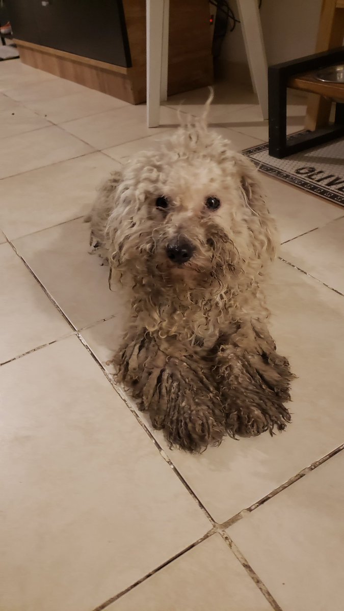 aprendizdborreg's tweet photo. Anoche encontré este perrito en Muñiz en pésimas condiciones, agradecemos el apoyo y la difusión 💕 https://t.co/UpqiXkhgJq