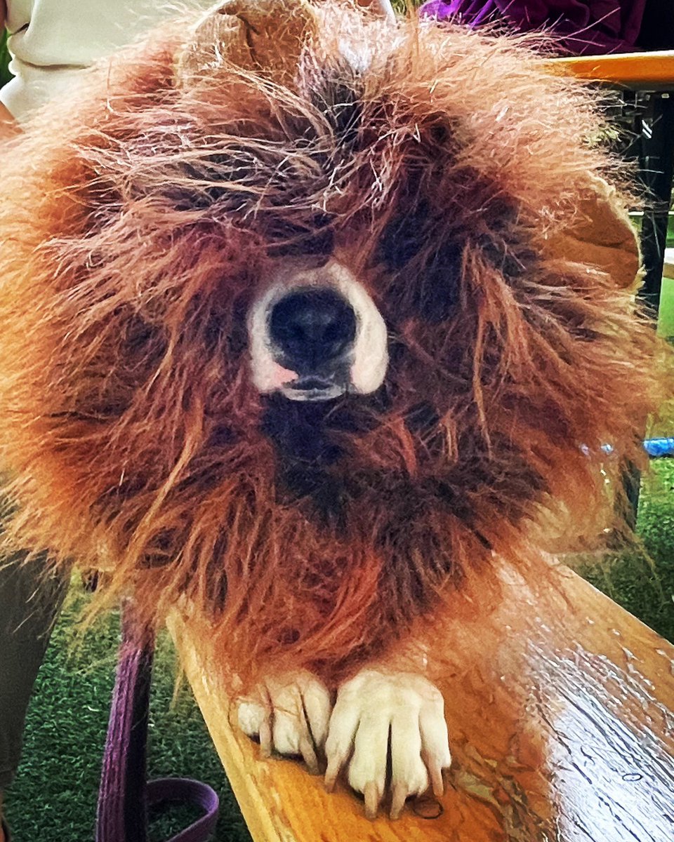 kbtilley's tweet photo. @7Veritas4 Carmen who is totally over Halloween. https://t.co/p39CWWp2hl