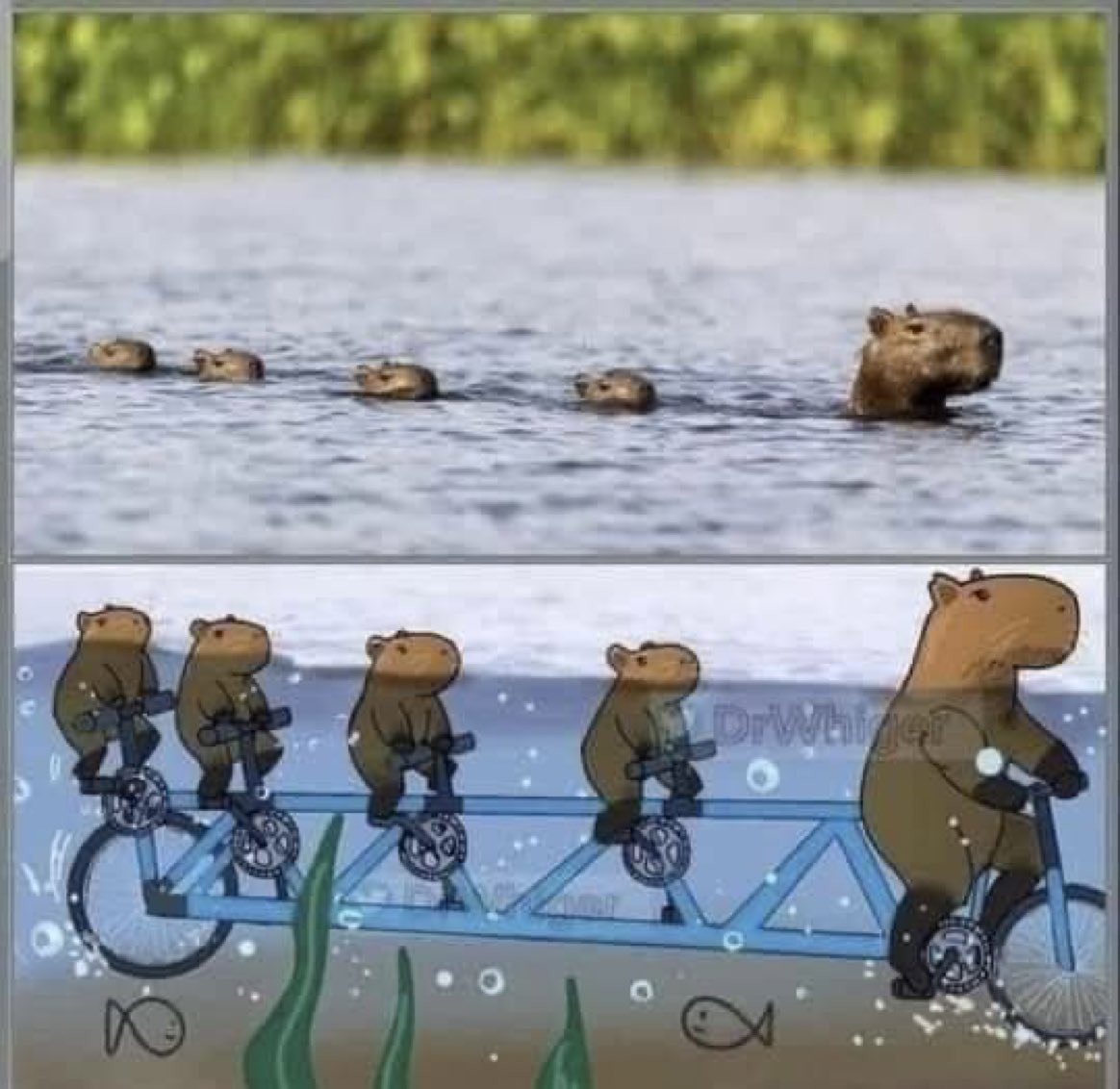 sciencegirl's tweet photo. single file capybara explained https://t.co/hddAZFDh0R