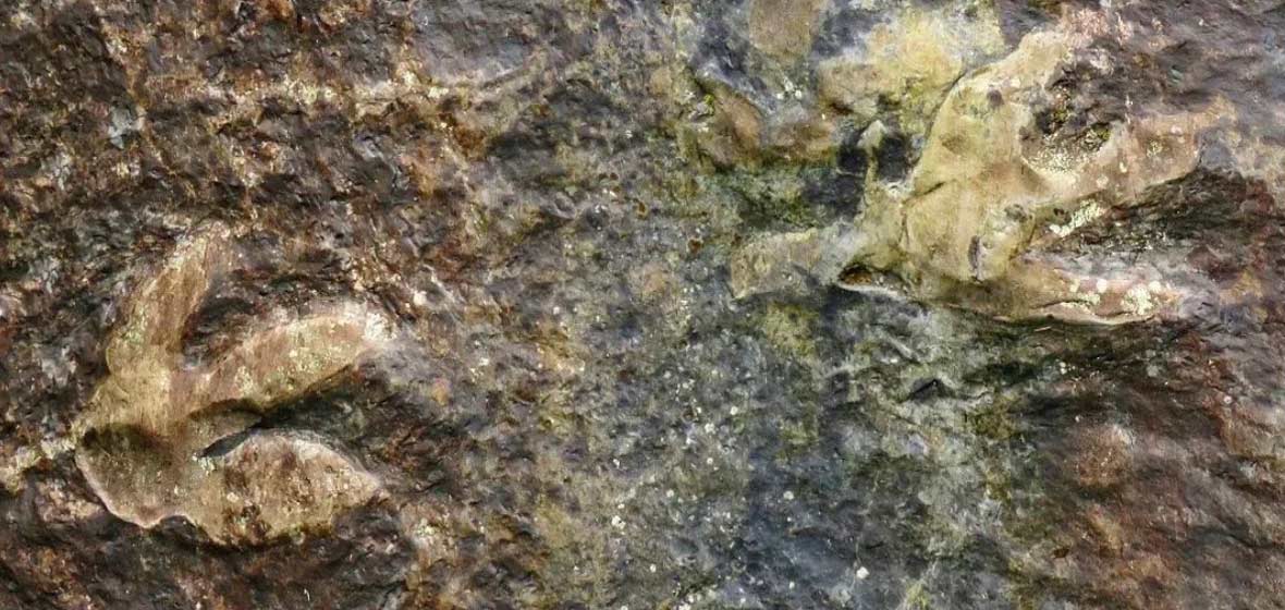 Boyaca95_6FM's tweet photo. En Boyacá encontraron las huellas de dinosaurio mejor conservadas del país 🦕

Las huellas fueron halladas en el municipio de Santa María, exactamente en el Pozo La Calavera que integran el cuerpo hídrico del Río Batá 🏞️.

En ese lugar, y según lo relata la agencia se noticias de la Universidad de los Andes, el entonces estudiante de biología y geociencias Alejandro Corrales encontró en el 2017 lo que serían 6 marcas de formas curiosas que terminaron siendo las huellas de dinosaurio mejor preservadas del país 🔬.

Luego de un par de expediciones y análisis científicos, Corrales y otros estudiosos del tema, llegaron a la conclusión de que las huellas corresponden a un grupo de dinosaurios, de la especie iguanodóntidos, que vivieron hace aproximadamente 130 millones de años en ese sector del territorio boyacense.

Según la Universidad este descubrimiento resultó interesante porque es la primera evidencia de un dinosaurio ornitópodo de gran tamaño en Colombia;  y según el paleontólogo británico Leslie Francis Noe, son las huellas de dinosaurio mejor preservadas del país 🦴.

Fotos: @Uniandes