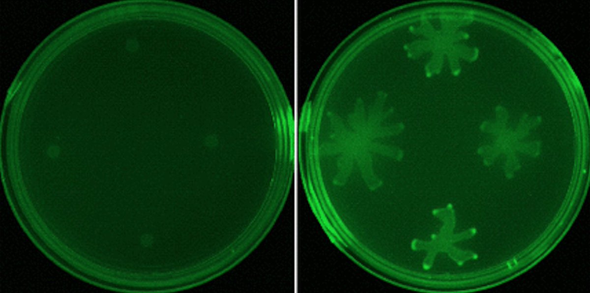 BIOLOGY/BMS External Seminar - Dr Varsha Singh @dundeeuni Olfaction at the interface of host-microbiome interactions. Wednesday Nov. 8th, 1-2 pm, BMS Seminar Room RM001. Hosted by @hcferr 📸PMID: 34607460