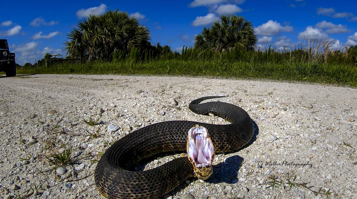 🇺🇸📸 TJ Waller Photography tweet media