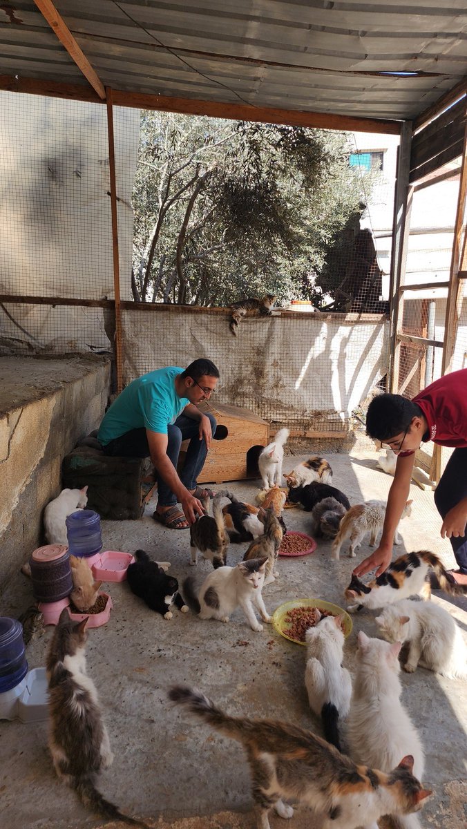 helpcatsmsallam's tweet image. My dear friends..
We are still suffering from bombing and destruction in Gaza.
I want to reassure you that I, my family, and the cats are fine so far.
This is an urgent call..
Merchandise in stores is about to run out.
Prices have become high due to the scarcity of products.
I…