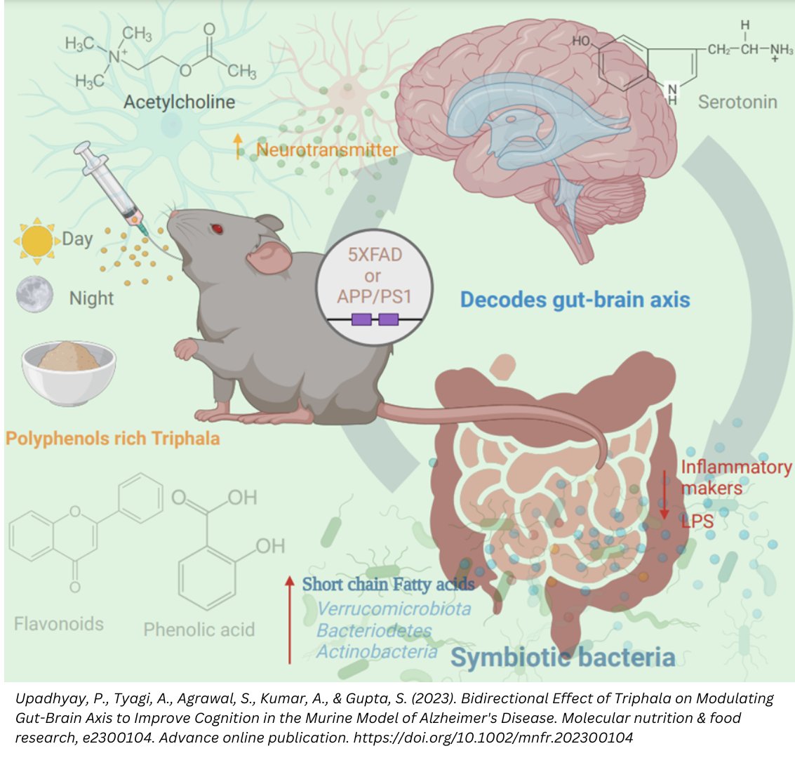 NImmunology's tweet photo. Dr Sarika Gupta &amp; group @NImmunology show that treatment with Triphala improves cognitive function by increasing the microbiota that maintains gut homeostasis.
More research is needed to fully understand how Triphala can help treat cognitive disorders.
📰https://t.co/CBkXIx5i3c https://t.co/qoRBJEHsK5