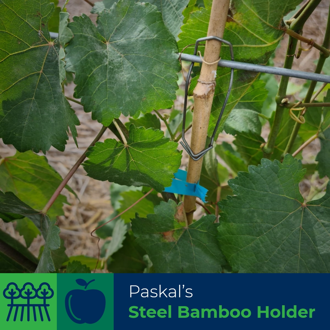 PaskalSolutions's tweet image. Paskal’s  #SteelBambooHolder (1316) locks stakes (diameters 6mm-16mm) to horizontal  wires in #vineyards &amp;amp; #orchards for safe &amp;amp; efficient #harvesting. Made of #steel, this holder is easy to install, reusable &amp;amp; strong. Ensure   safety &amp;amp; efficiency when your #grapeharvesters pass!