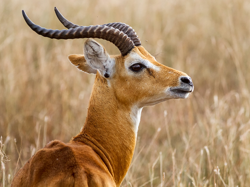 Meet the Uganda Kob 🦌

A true symbol of Uganda's wildlife, the Uganda Kob is a stunning antelope known for its distinctive horns and elegant posture.🇺🇬🌿 #UgandaKob #WildlifeWonders #AfricanAntelop #UgandaSafari #NaturePhotography #Biodiversity #AfricanWildlife #ExploreUganda