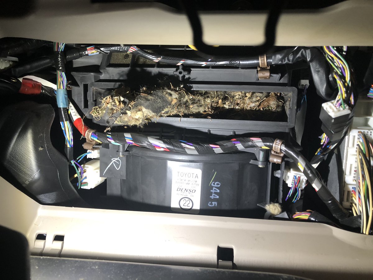 Midwestvee's tweet photo. This is why everyone should have there cabin air filter replaced on a regular basis, this is what you could be breathing in when you turn on your cars heater/ac fan. Looks like a “Mouse House”settling in. https://t.co/44Brz0UFY1