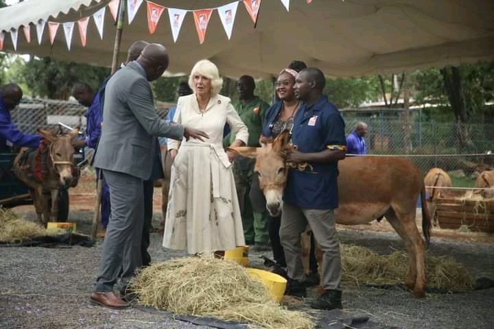 Kenya:PICTURES: Queen Camilla visits donkeys rescued from misuse, sheltered at an animal safe house.

Her Majesty is at the Kenya Society for the Protection and Care of Animals (KSPCA) to learn more about their works in partnership with Brooke EA. 

📸: Sila Kiplagat