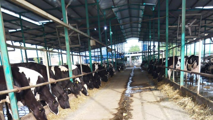 Ahtesham519's tweet photo. i be writng about the my last startup hopefuly you guys enjoy it .

#business #farming #startup #money #motivation #animal #cow #dairy https://t.co/iEqXlq5VOx