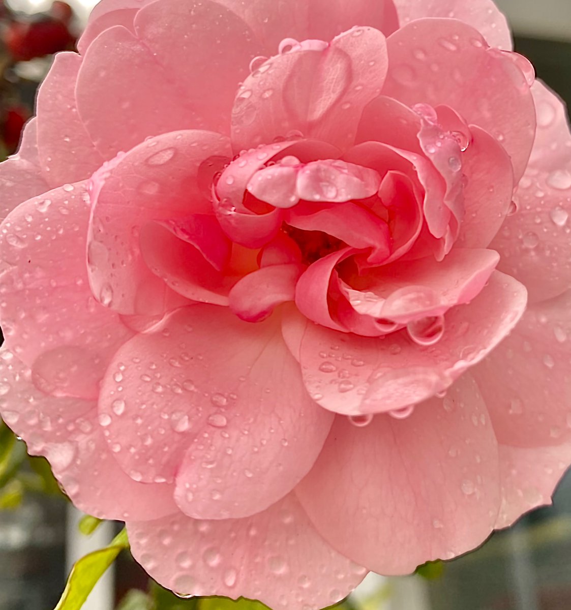 Amazing good Wednesday, #November1st , 2023. 
Found this beautiful Rose today. Rain or shine, it’s still bloomin‘ fine… 

#Rosewednesday #WednesdayMotivation