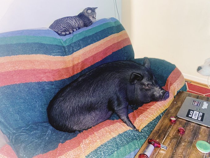 Slouch on a couch &hearts;️🐽 #derrythepig https://t.co/DT32Tr2Ge0<a href="/tag/derrythepig"class="tags">#derrythepig</a>