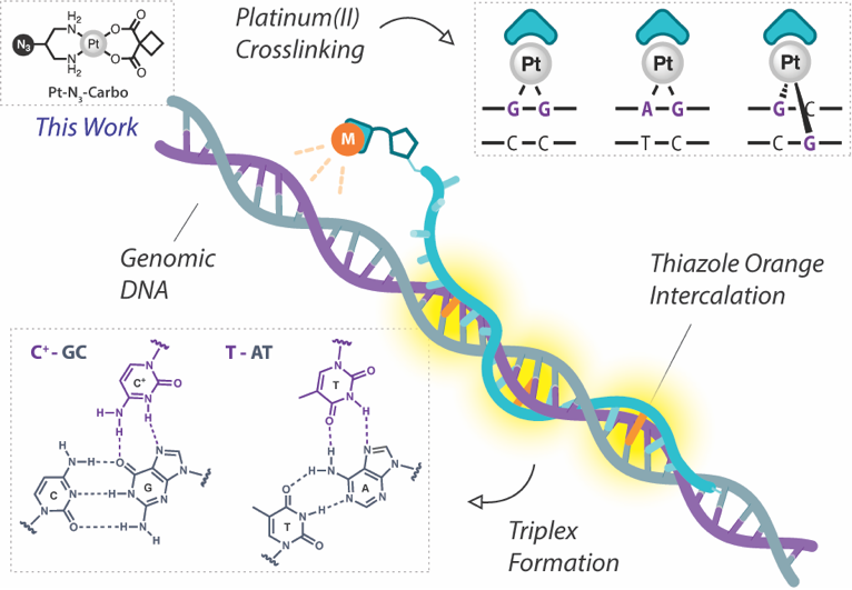 Andrew Kellett (@andrew_kellett) on Twitter photo Happy to share our <a href="/rsc_medchem/">RSC Medicinal Chemistry</a> paper on Platinum(II) TFO Combination Probes 🧬🔦👏 Congrats to <a href="/JHennessy26/">Joey Hennessy</a> <a href="/AlexGibney6/">Alex Gibney</a> <a href="/MalouCoche/">Malou Coche</a> <a href="/Prof_Tom_Brown/">Tom Brown</a> <a href="/OxfordChemistry/">Oxford Chemistry</a> Prof Nick Farrell <a href="/VCU/">VCU</a> <a href="/DCUChemistry/">DCU School of Chemical Sciences</a> <a href="/SSPCentre/">SSPC</a> <a href="/ETN_Nature/">NATURE-ETN</a> <a href="/IrishResearch/">We are now Research Ireland</a> <a href="/DCU/">Dublin City University</a> doi.org/10.1039/D3MD00… Happy to share our <a href="/rsc_medchem/">RSC Medicinal Chemistry</a> paper on Platinum(II) TFO Combination Probes 🧬🔦👏 Congrats to <a href="/JHennessy26/">Joey Hennessy</a> <a href="/AlexGibney6/">Alex Gibney</a> <a href="/MalouCoche/">Malou Coche</a> <a href="/Prof_Tom_Brown/">Tom Brown</a> <a href="/OxfordChemistry/">Oxford Chemistry</a> Prof Nick Farrell <a href="/VCU/">VCU</a> <a href="/DCUChemistry/">DCU School of Chemical Sciences</a> <a href="/SSPCentre/">SSPC</a> <a href="/ETN_Nature/">NATURE-ETN</a> <a href="/IrishResearch/">We are now Research Ireland</a> <a href="/DCU/">Dublin City University</a> doi.org/10.1039/D3MD00…