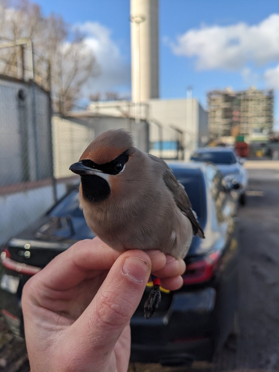 When I woke up yesterday morning, I'd never even seen a Waxwing. A few hours later, I was holding one in my hand, fitting it with a unique colour ring combination as part of the BTO ringing scheme. What a privilege to see these stunning birds up close.

#birdringing #waxwings