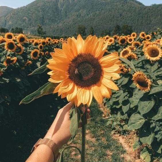 simple happiness 🌻