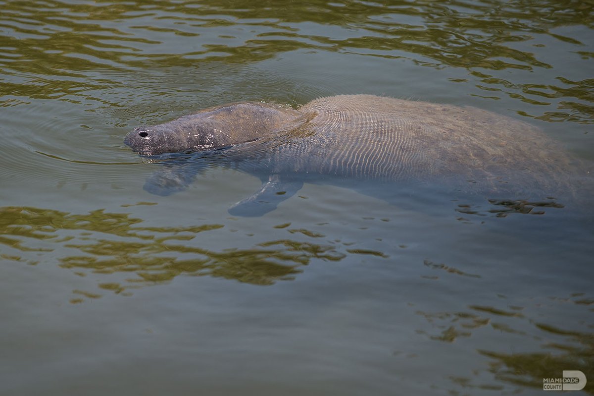 As we kick off #ManateeAwarenessMonth, #OurCounty celebrates Florida's beloved marine mammals by urging boaters to slow down, pay attention to signs and watch out for manatees. Learn more and read tips from @MiamiDadeRER about manatee protection. spr.ly/6013ucL8T