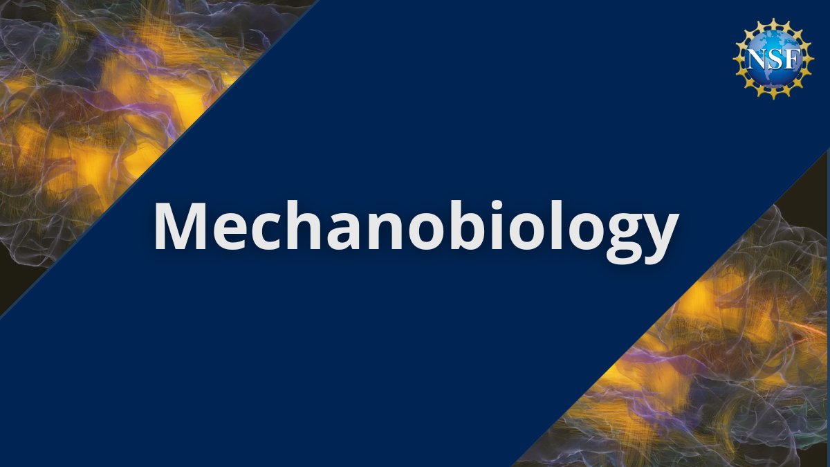 NSF's tweet photo. Vibrations in the ear become Mozart 🎵 to the brain. Pumping iron builds muscle. 💪
These are examples of mechanobiology — the study of how the mechanical environment affects biological systems, from molecules to organs to whole organisms.
#ScienceWord https://t.co/q4GTjvv1w5