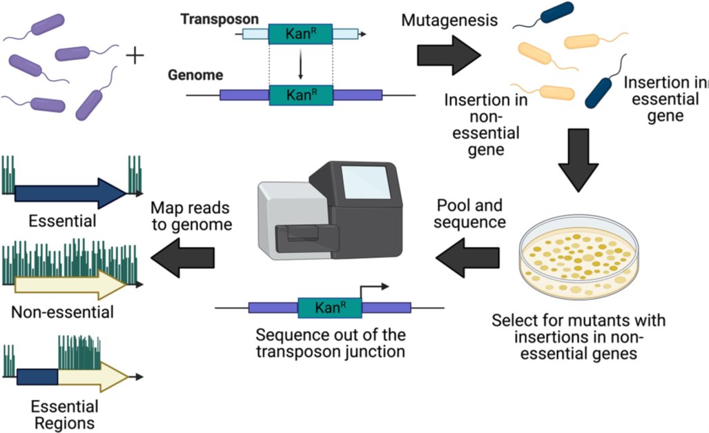 The new Microbial Primer on transposon directed insertion-site sequencing is now available, published today in #MicrobioJ. Read more about TraDIS: doi.org/10.1099/mic.0.… 👈 @HendersonLab