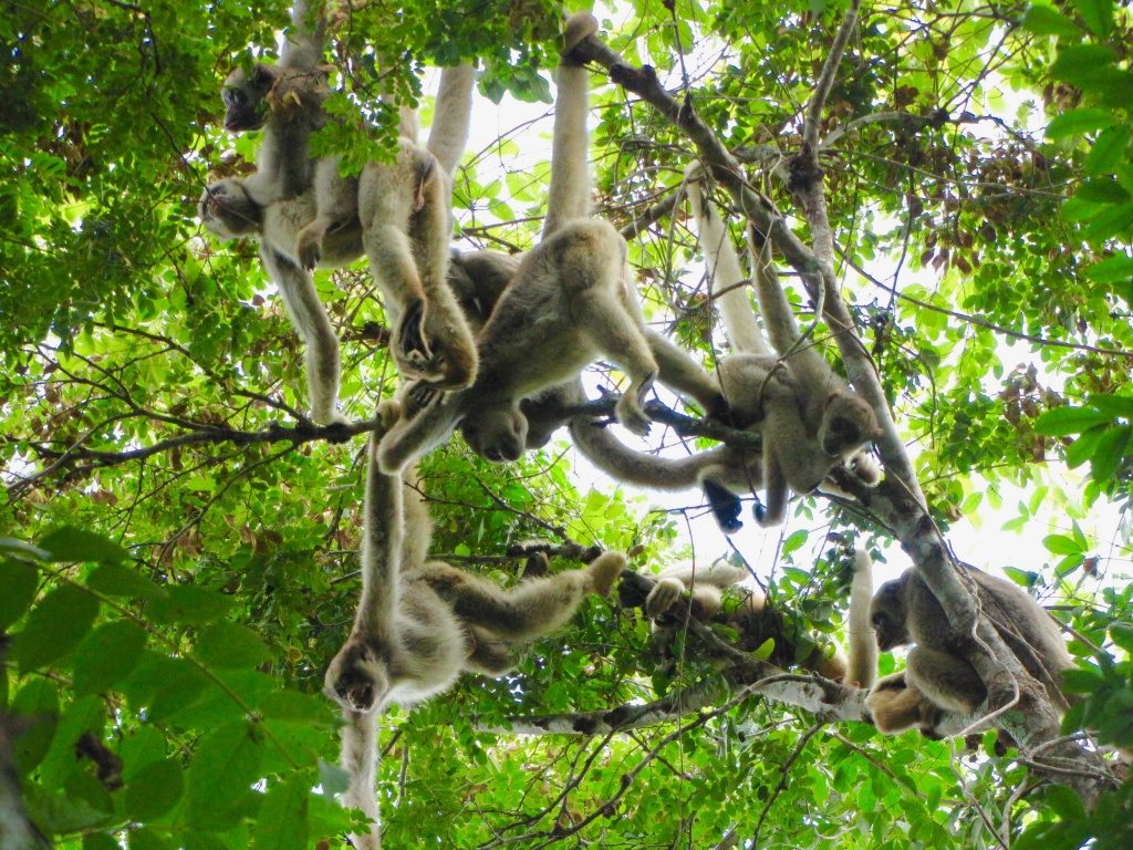 Just sat here thinking about how muriqui monkeys have group hugs every morning to reaffirm bonds...