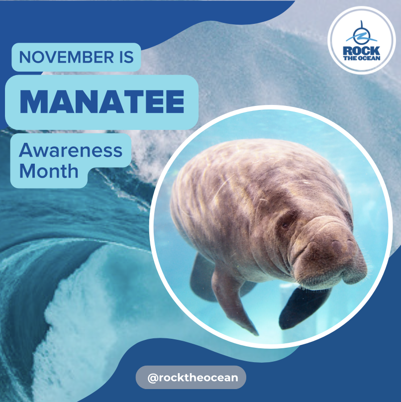 RockTheOcean's tweet photo. November is Manatee Awareness Month, an annual month-long dedication to manatees and their conservation in Florida and beyond.π
.
.
.
#MarineMammals #ManateeAwarenessMonth #Manatee #Manattees #ManateeMonday #SaveCrystalRiver #Florida #SouthFlorida https://t.co/MjrRdPzEOy