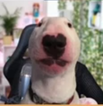 OutcontextMaros's tweet photo. il fait un temps de chien en ce moment la team j'ai pas trop raison ?? hashtagchien hashtagpiedstoutmoche https://t.co/jc28rGtbBR