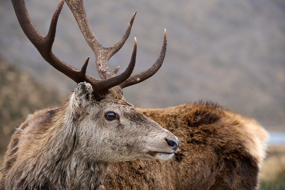 NatureScot's tweet photo. Drivers in north-east Scotland are being warned to take extra care at a high-risk location for deer/vehicle collisions. We're working with @transcotland &amp; @BEAR_Scotland to display warning messages on electronic mobile message signs on the A9 at Navidale: https://t.co/iWsIswdium https://t.co/2WorHfPY6X