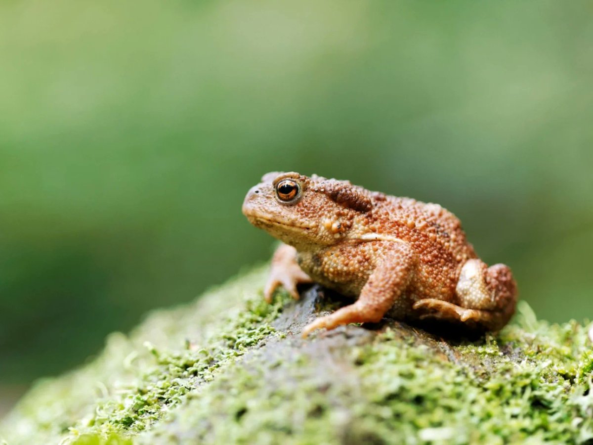 Hey <a href="/SU2CUK/">Stand Up To Cancer UK</a>, What do frogs wear on their feet? Open toad sandals! #SU2CJokes