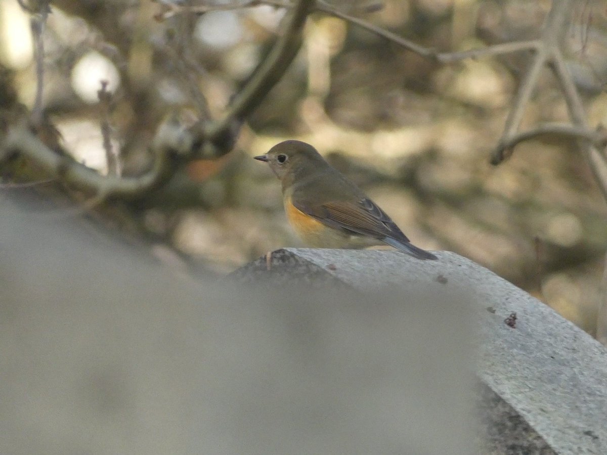 Dannythomas_216's tweet photo. Incredible to have spotted this Red-flanked Bluetail in Aberdeen yesterday, only the 3rd record in Aberdeenshire! Totally unexpected sighting. https://t.co/EkUisawGqv