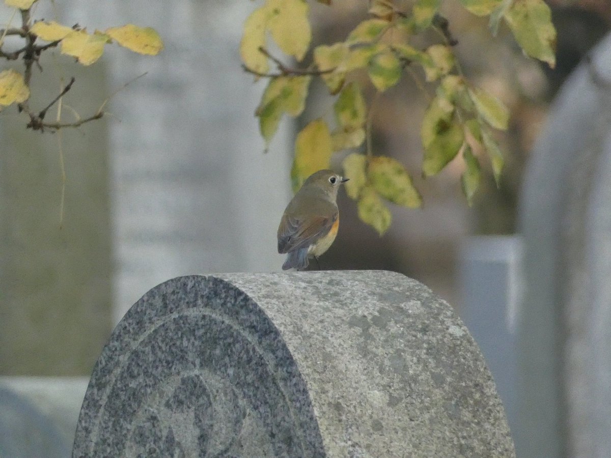 Dannythomas_216's tweet photo. Incredible to have spotted this Red-flanked Bluetail in Aberdeen yesterday, only the 3rd record in Aberdeenshire! Totally unexpected sighting. https://t.co/EkUisawGqv