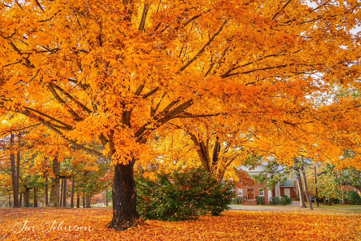 A Serene #Fall Canopy near Afton, Virginia 🧡 @spann #autumn #loveva