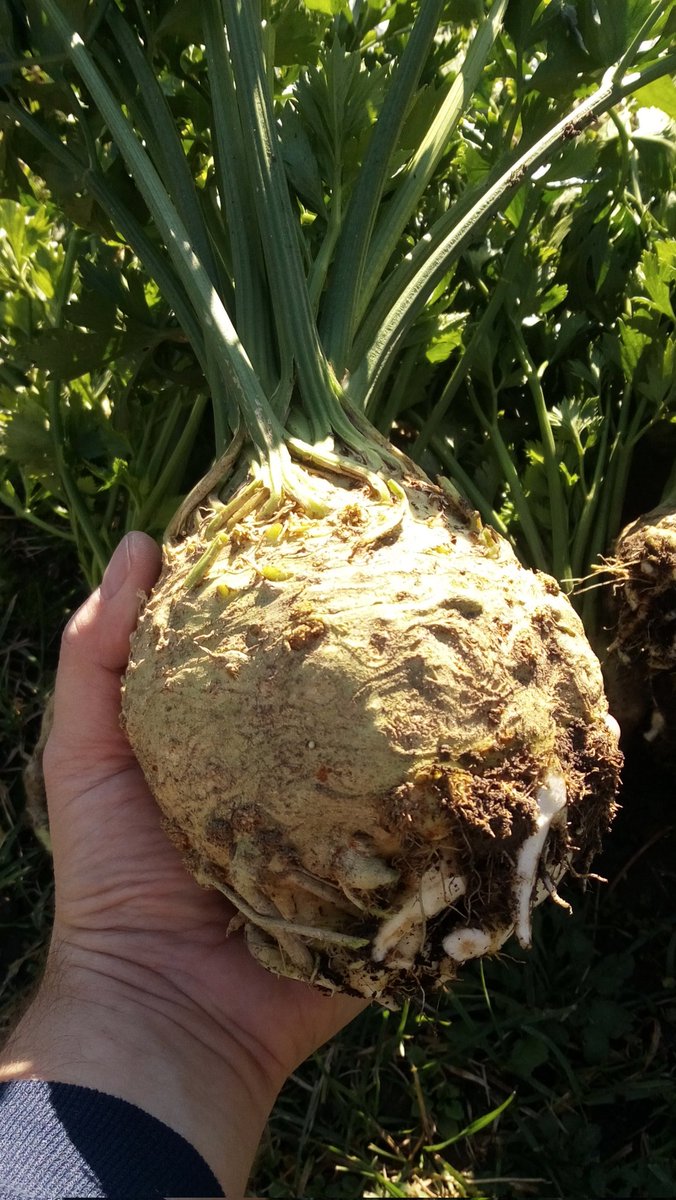 LX8111's tweet image. Harvest time. Some are really good and I am a bit proud. #Sellerie #Celery #Garten #Garden