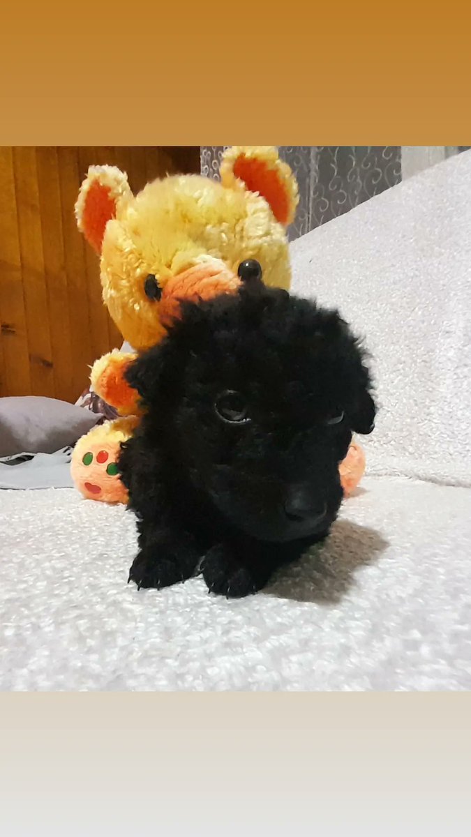 oljakusic's tweet photo. Ova premala bebica traži dom, presladak je sa uvrckanom dlakom, čist i dobar, deluje kao neka pudla...Našla sam ga u sred noći na ulici, sam i odbačen cvili, doziva pomoć. Nalazi se u Ivanjici ali prevoz do novog vlasnika nije problem. 🙏🙏🙏
#udominekupuj https://t.co/Mdzn5zae1p